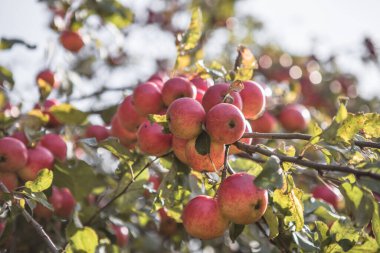 Elma ağacının dalında olgunlaşmış elmalar, güneş tarafından parlak bir şekilde aydınlatılıyor. Hasat konsepti