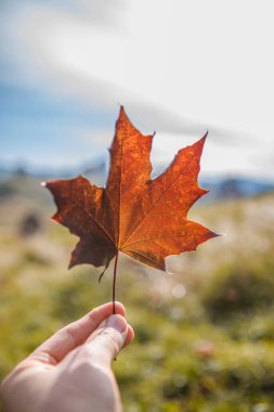Sonbahar arka planında kırmızı bir akçaağaç yaprağı tutuyor..