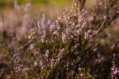 Mor pembe kenevir (Calluna vulgaris). Manzara bitkisi fundalığı. Renkli geleneksel Ekim Avrupa çiçeği. seçici odak