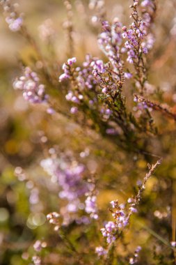 Mor pembe kenevir (Calluna vulgaris). Manzara bitkisi fundalığı. Renkli geleneksel Ekim Avrupa çiçeği. seçici odak
