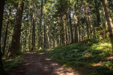 Yaz ormanı manzarası güneşli havada - ağaçlar ve yumuşak güneş ışığıyla aydınlatılan dar yol.