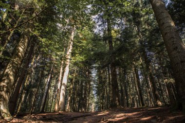 Yaz ormanı manzarası güneşli havada - ağaçlar ve yumuşak güneş ışığıyla aydınlatılan dar yol.