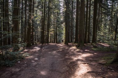 Orman manzarası, ağaçlar ve gün ışığıyla aydınlanan dar patika. Doğa arka plan manzarası