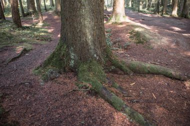 Ağacın kökünde yeşil yosun yetişiyor. Duvar kağıdı için yosun dokusu. yumuşak odak.