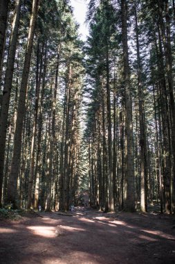 Orman manzarası, ağaçlar ve gün ışığıyla aydınlanan dar patika. Doğa arka plan manzarası