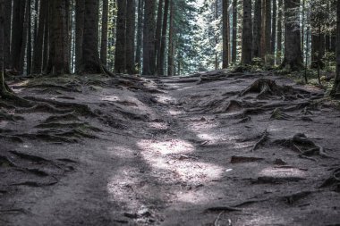 Orman manzarası, ağaçlar ve gün ışığıyla aydınlanan dar patika. Doğa arka plan manzarası