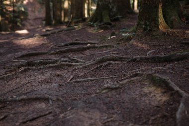 Orman manzarası, ağaçlar ve gün ışığıyla aydınlanan dar patika. Doğa arka plan manzarası