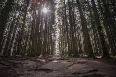 Orman manzarası, ağaçlar ve gün ışığıyla aydınlanan dar patika. Doğa arka plan manzarası
