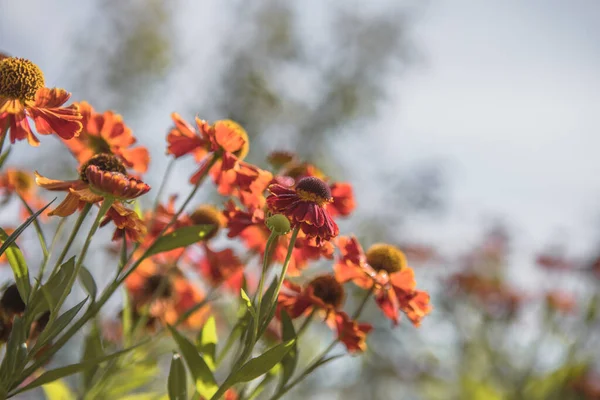 Helenium Konigstiger Piękne Jasne Kwiaty Byliny — Zdjęcie stockowe