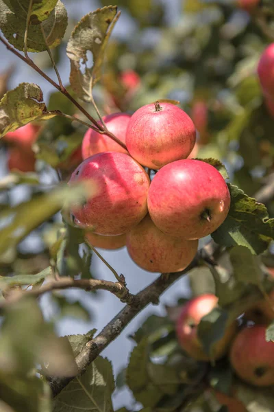 Manojos Manzanas Maduras Una Rama Manzano Brillantemente Iluminadas Por Sol — Foto de Stock