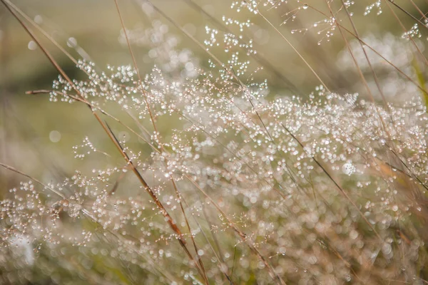 Brzy Zrána Rozmazané Trávníkové Pole Rosou Zelená Tráva Bokeh Přírodní — Stock fotografie