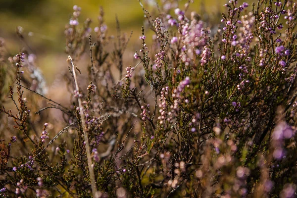 Mor pembe kenevir (Calluna vulgaris). Manzara bitkisi fundalığı. Renkli geleneksel Ekim Avrupa çiçeği. seçici odak