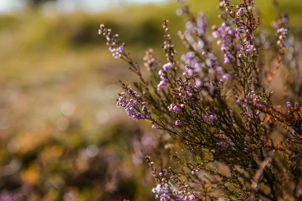 Růžová Vřes Obecný Calluna Vulgaris Krajina Vřesoviště Barevná Tradiční Říjnová — Stock fotografie