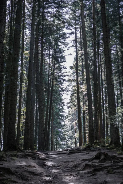 Paisagem Florestal Árvores Caminho Estreito Iluminado Pela Luz Suave Nascer — Fotografia de Stock