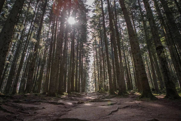 Paisagem Florestal Árvores Caminho Estreito Iluminado Pela Luz Suave Nascer — Fotografia de Stock