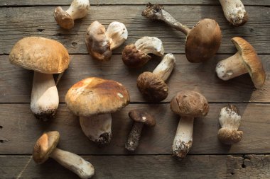Ormandaki yenilebilir mantarlar kapanıyor. Ahşap arka planda Boletus Edulis, kırsal masa.