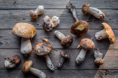 Ormandaki yenilebilir mantarlar kapanıyor. Ahşap arka planda Boletus Edulis, kırsal masa.