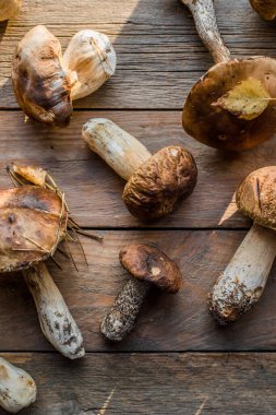 Ormandaki yenilebilir mantarlar kapanıyor. Ahşap arka planda Boletus Edulis, kırsal masa.