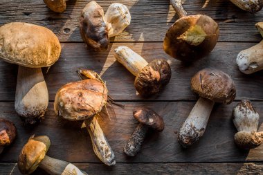 Ormandaki yenilebilir mantarlar kapanıyor. Ahşap arka planda Boletus Edulis, kırsal masa.