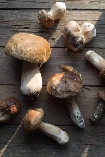 Forest Edible Mushrooms Close Ceps Boletus Edulis Wooden Background Rustic — Stock Photo, Image