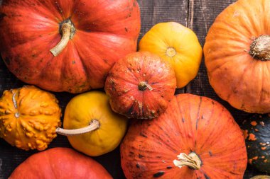 Bir sürü renkli balkabağı ve farklı şekil ve renkte kabak yığını. Farklı renkte balkabağı dekorasyonu