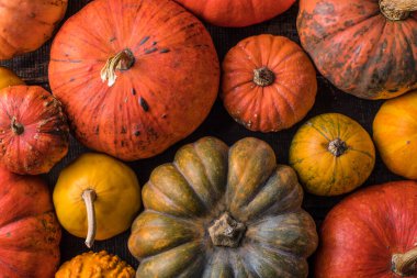 Bir sürü renkli balkabağı ve farklı şekil ve renkte kabak yığını. Farklı renkte balkabağı dekorasyonu