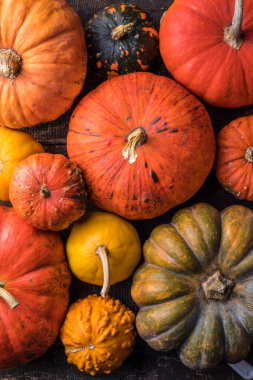 Bir sürü renkli balkabağı ve farklı şekil ve renkte kabak yığını. Farklı renkte balkabağı dekorasyonu