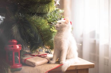 Mutlu beyaz kedi bir Noel oyuncağıyla oynuyor. Yeni yıl, tatiller ve kutlamalar. Köknar ağacının yanında yaramaz kedi yavrusu