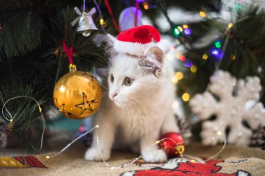 Mutlu beyaz kedi bir Noel oyuncağıyla oynuyor. Yeni yıl, tatiller ve kutlamalar. Köknar ağacının yanında yaramaz kedi yavrusu