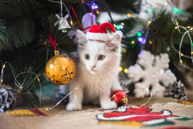 Mutlu beyaz kedi bir Noel oyuncağıyla oynuyor. Yeni yıl, tatiller ve kutlamalar. Köknar ağacının yanında yaramaz kedi yavrusu