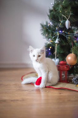 Mutlu beyaz kedi bir Noel oyuncağıyla oynuyor. Yeni yıl, tatiller ve kutlamalar. Köknar ağacının yanında yaramaz kedi yavrusu