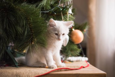 Mutlu beyaz kedi bir Noel oyuncağıyla oynuyor. Yeni yıl, tatiller ve kutlamalar. Köknar ağacının yanında yaramaz kedi yavrusu