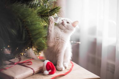 Mutlu beyaz kedi bir Noel oyuncağıyla oynuyor. Yeni yıl, tatiller ve kutlamalar. Köknar ağacının yanında yaramaz kedi yavrusu