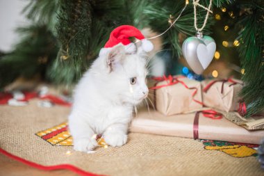 Mutlu beyaz kedi bir Noel oyuncağıyla oynuyor. Yeni yıl, tatiller ve kutlamalar. Köknar ağacının yanında yaramaz kedi yavrusu