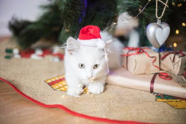 Mutlu beyaz kedi bir Noel oyuncağıyla oynuyor. Yeni yıl, tatiller ve kutlamalar. Köknar ağacının yanında yaramaz kedi yavrusu
