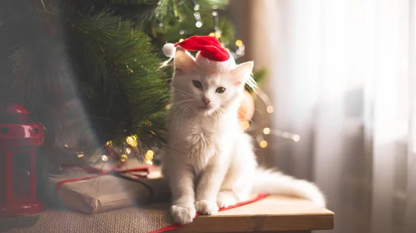 Mutlu Beyaz Kedi Bir Noel Oyuncağıyla Oynuyor Yeni Yıl Tatiller — Stok fotoğraf