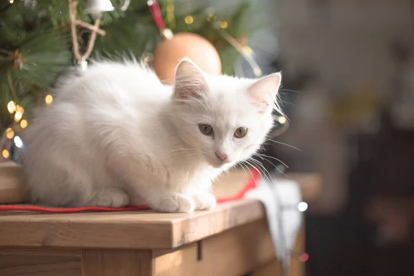 Gato Blanco Feliz Juega Con Juguete Navidad Temporada Año Nuevo — Foto de Stock