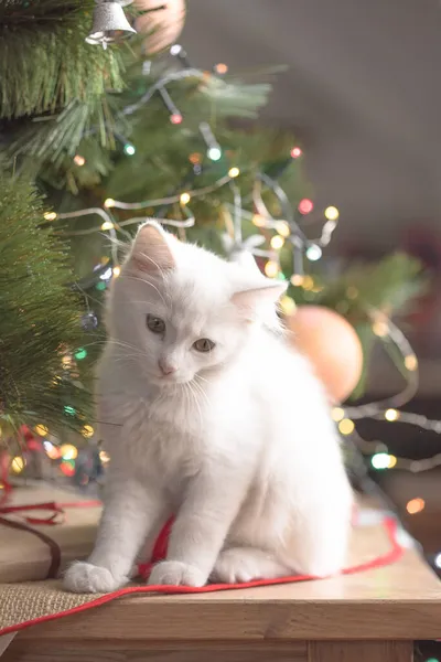 Χαρούμενη Άσπρη Γάτα Παίζει Ένα Χριστουγεννιάτικο Παιχνίδι Πρωτοχρονιά Διακοπές Και — Φωτογραφία Αρχείου