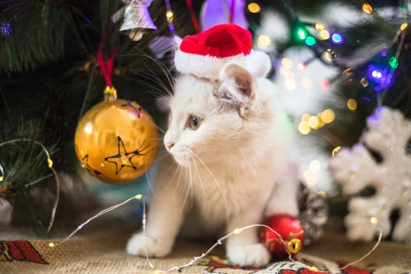 幸せな白い猫はクリスマスのおもちゃと遊ぶ 新年の季節 休日やお祝い モミの木の近くのいたずらなかわいい子猫 — ストック写真