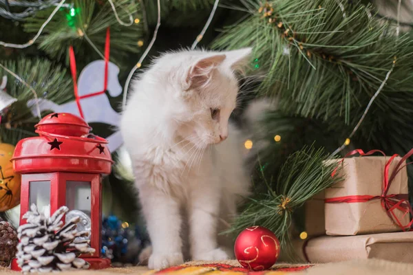 Счастливая Белая Кошка Играет Рождественской Игрушкой Новый Год Праздники Праздники — стоковое фото