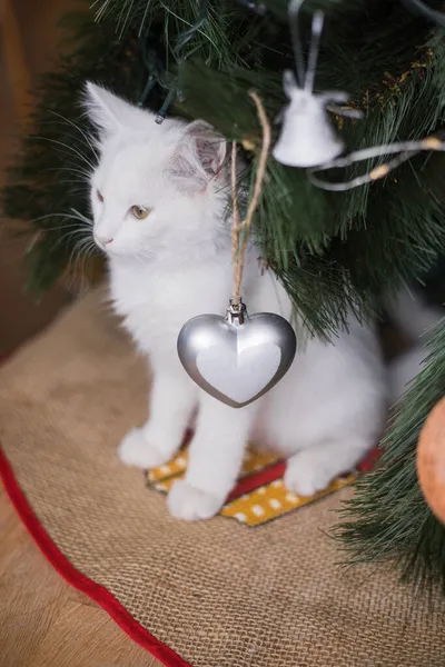 Gato Blanco Feliz Juega Con Juguete Navidad Temporada Año Nuevo — Foto de Stock