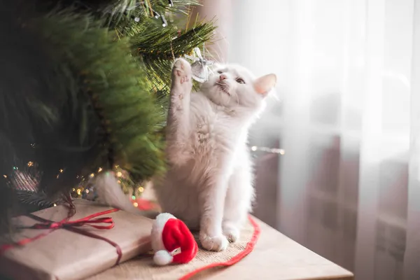 Šťastná Bílá Kočka Hraje Vánoční Hračkou Novoroční Sezóna Svátky Oslavy — Stock fotografie