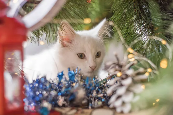 Šťastná Bílá Kočka Hraje Vánoční Hračkou Novoroční Sezóna Svátky Oslavy — Stock fotografie