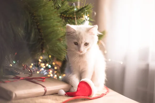 Happy White Cat Plays Christmas Toy New Year Season Holidays — Stock Photo, Image