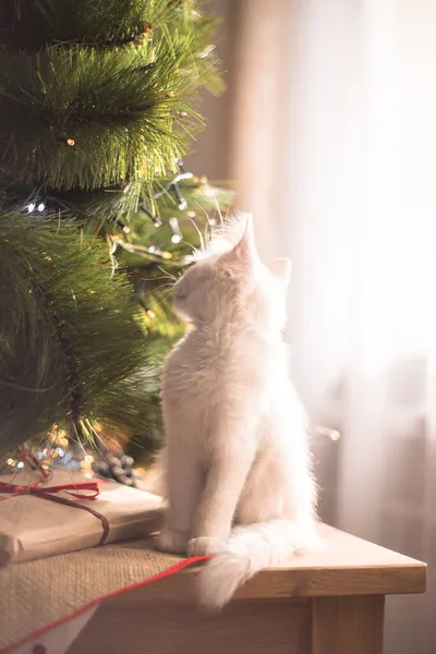 Gato Blanco Feliz Juega Con Juguete Navidad Temporada Año Nuevo — Foto de Stock