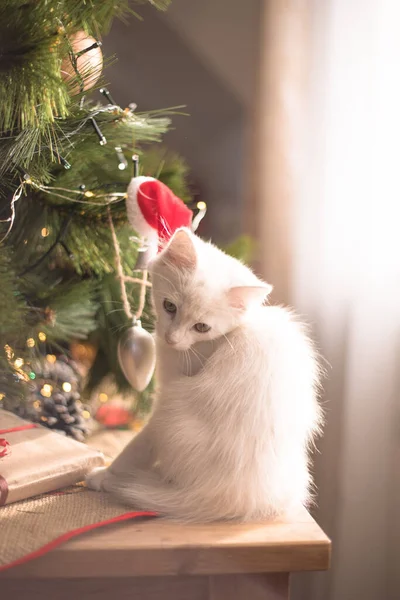 Счастливая Белая Кошка Играет Рождественской Игрушкой Новый Год Праздники Праздники — стоковое фото