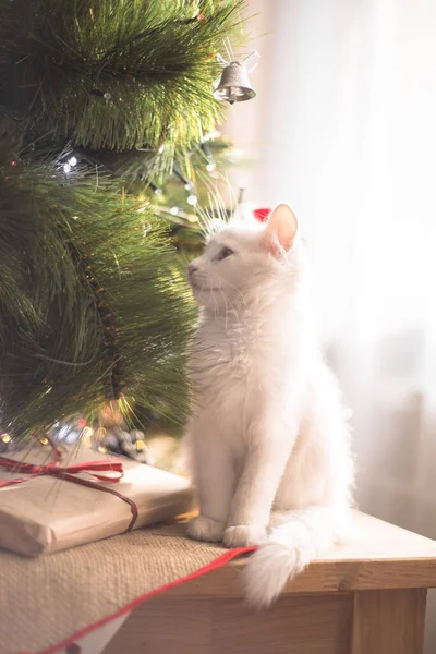 幸せな白い猫はクリスマスのおもちゃと遊ぶ 新年の季節 休日やお祝い モミの木の近くのいたずらなかわいい子猫 — ストック写真