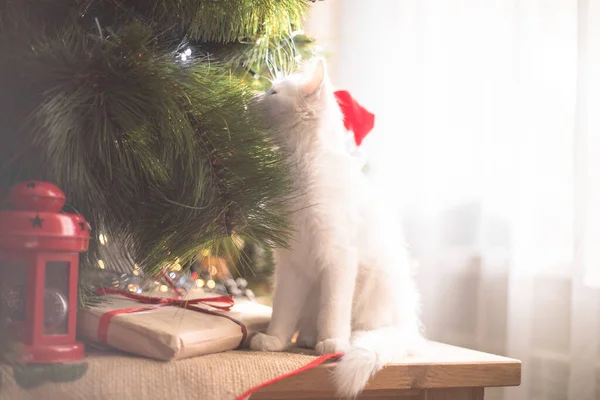 Szczęśliwy Biały Kot Bawi Się Świąteczną Zabawką Nowy Sezon Święta — Zdjęcie stockowe