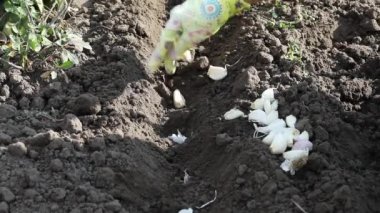 Küçük çocuk yeni yıl mutfağında Noel kurabiyesi yapıyor.. 