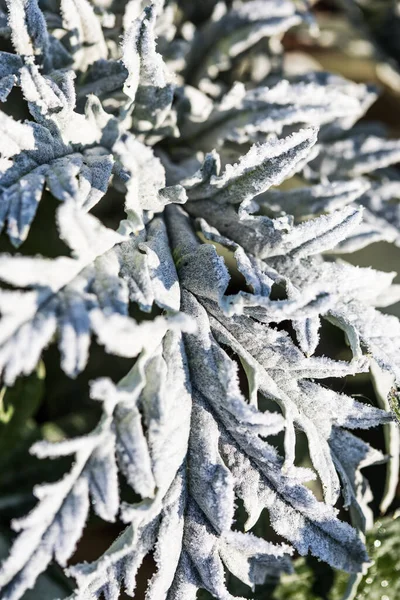 Artischocken Distelblätter Lateinischer Name Cynara Cardunculus Blättert Raureif — Stockfoto